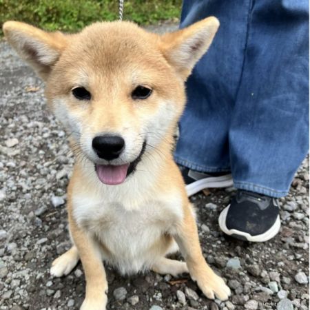 柴犬（豆柴）オス