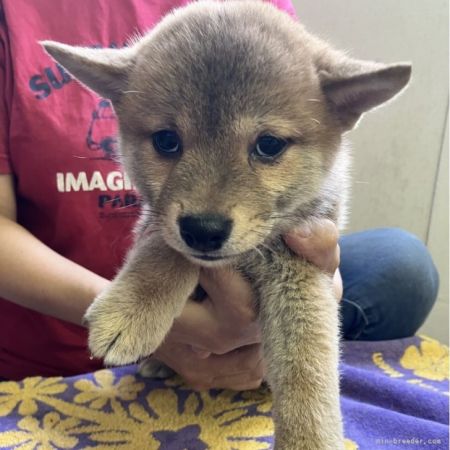 柴犬オス