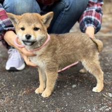 柴犬オス