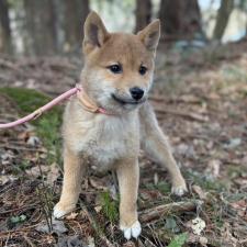 柴犬オス
